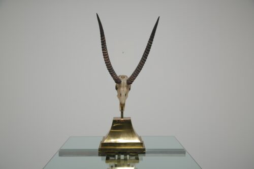 Taxidermy Study of Gazelle With Antlers by Anthony Redmile 1