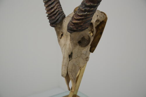 Taxidermy Study of Gazelle With Antlers by Anthony Redmile 1